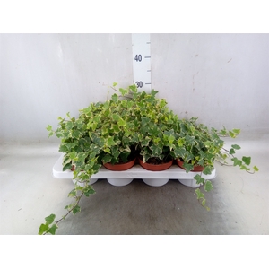 Hedera   ...variegated