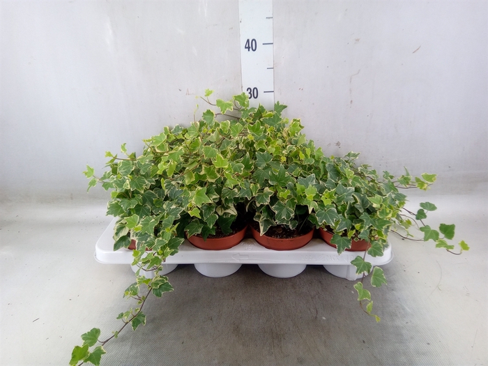 <h4>Hedera   ...variegated</h4>
