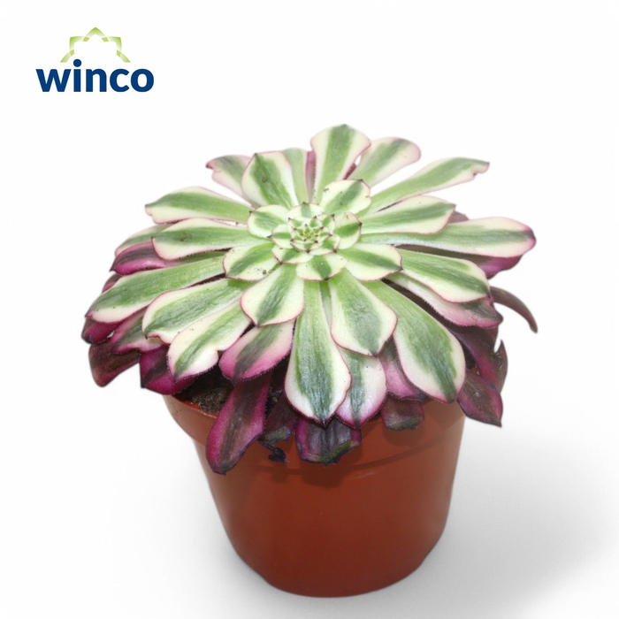 <h4>Aeonium Red Copper</h4>