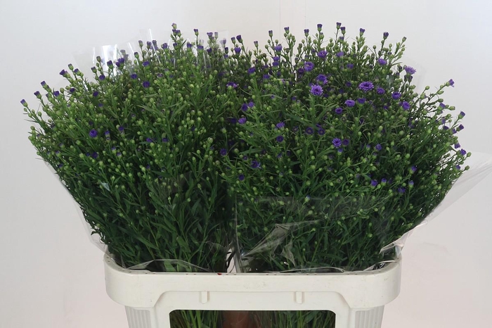 <h4>Aster Casamare</h4>