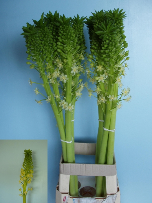 <h4>EUCOMIS P-E GOLIATH</h4>