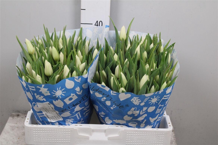 <h4>Tu En Snowmen</h4>