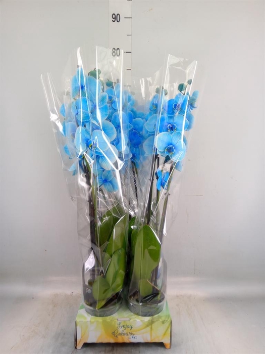 <h4>Phalaenopsis   ...</h4>