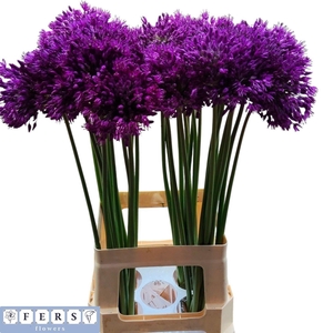 ALLIUM PURPLE SENS