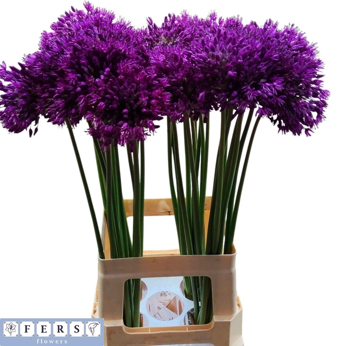 <h4>ALLIUM PURPLE SENS</h4>