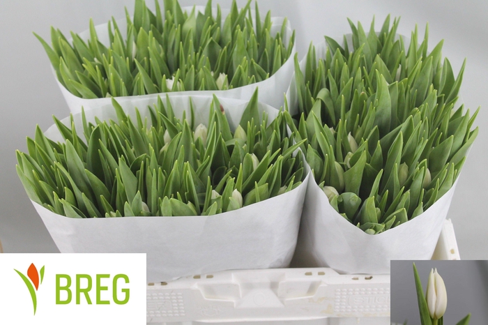 <h4>TU EN POLAR BEAR</h4>