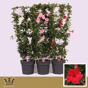Dipladenia P27 Rek Mix cc