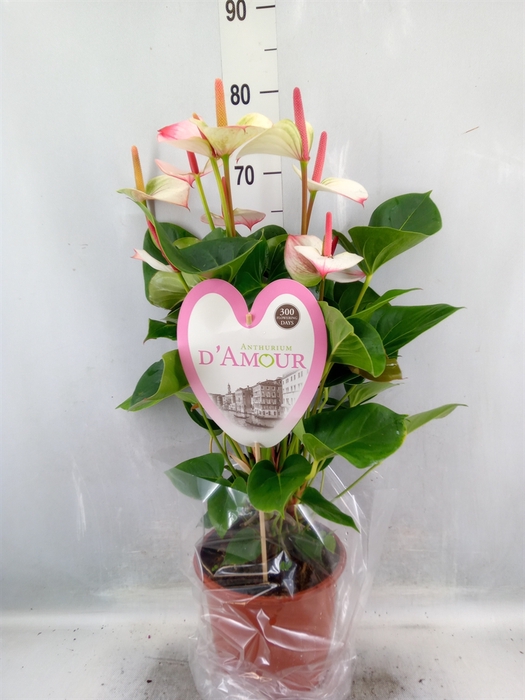 <h4>Anthurium  'Pr. Amalia Elegance'</h4>