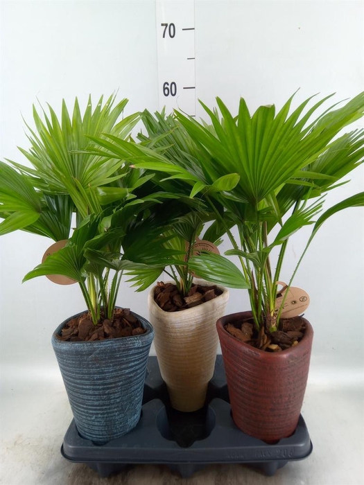 <h4>Livistona rotundifolia</h4>