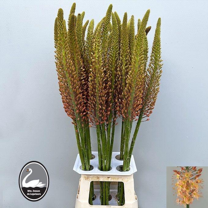<h4>EREMURUS CLEOPATRA</h4>