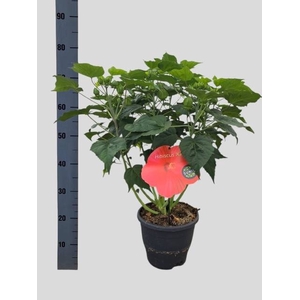 HIBISCUS M OAK RED