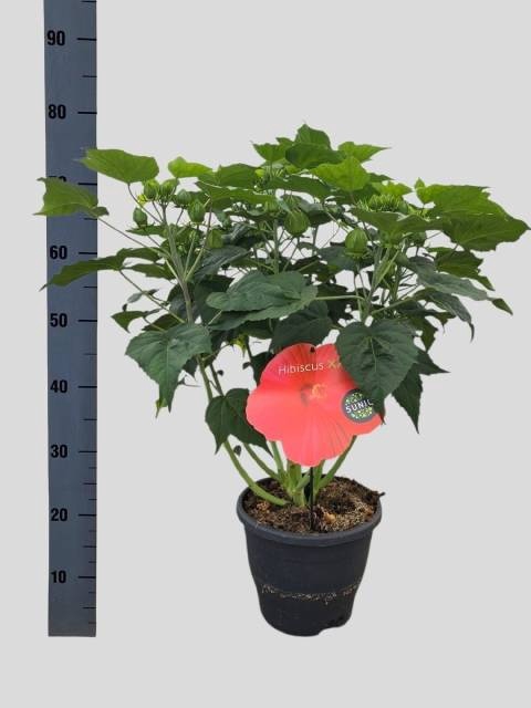 <h4>HIBISCUS M OAK RED</h4>