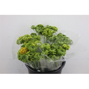 Ran Pon Pon Peterpan