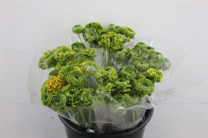 <h4>Ran Pon Pon Peterpan</h4>