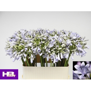 Agapanthus Lavender 80cm