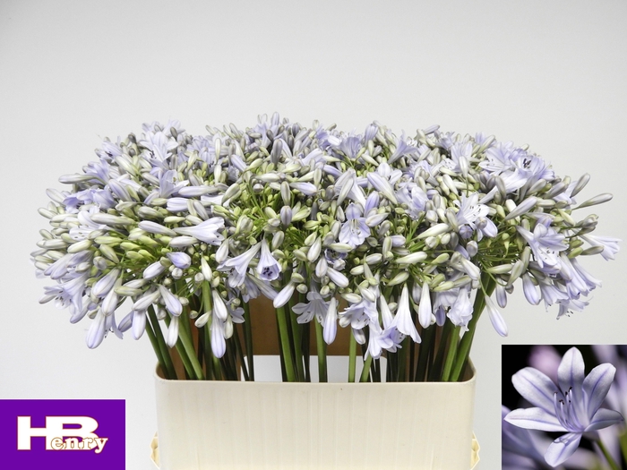 <h4>Agapanthus Lavender 80cm</h4>