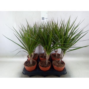 Dracaena marg.