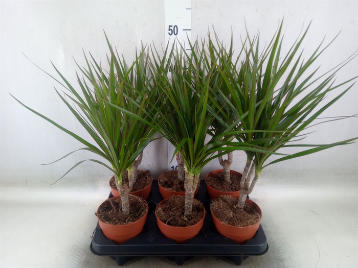 <h4>Dracaena marg.</h4>