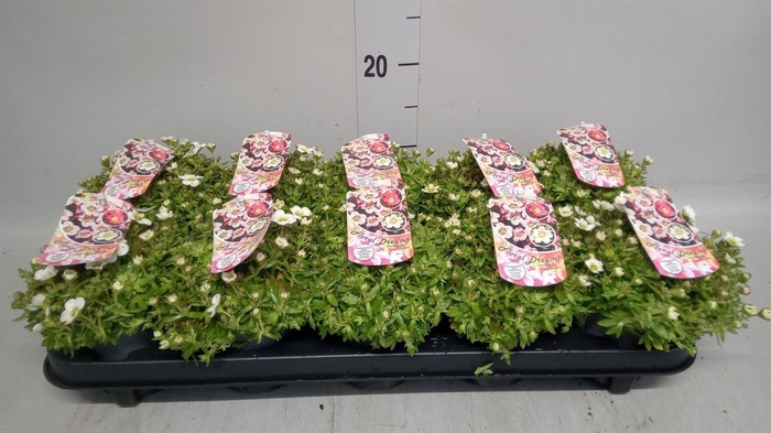 <h4>Saxifraga arend. 'Touran White'</h4>