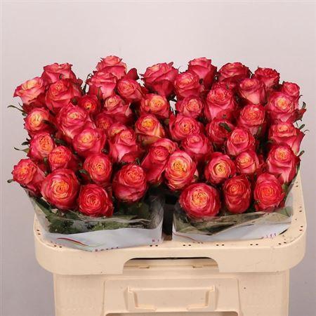 <h4>R Gr Mai Tai</h4>