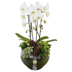 PTHG3411 Arrangementen kamerplanten