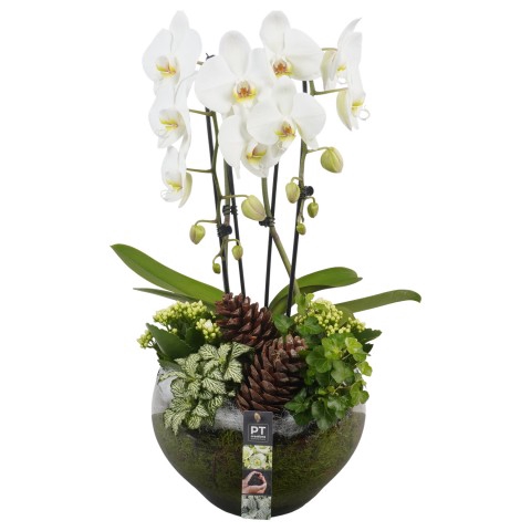 <h4>PTHG3411 Arrangementen kamerplanten</h4>