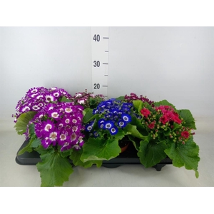 Pericallis cr. 'Venezia'   ...mix