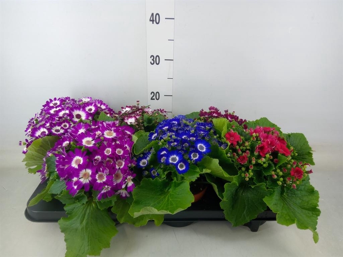 <h4>Pericallis cr. 'Venezia'   ...mix</h4>