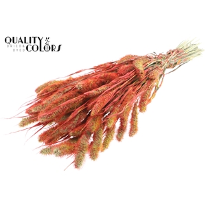 Setaria per bunch Multicolour Red