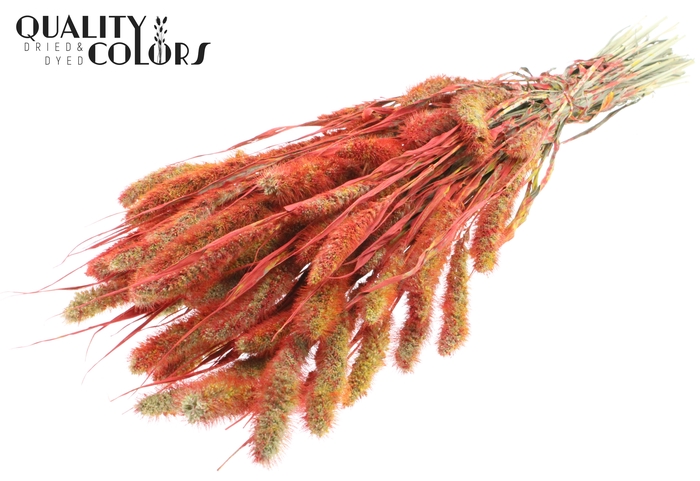 Setaria per bunch Multicolour Red