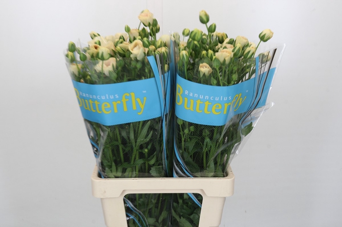 Ranunculus Butterfly Keramos