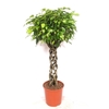 Ficus Benjamina stam gevlochten Exotica