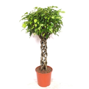 Ficus Exotica