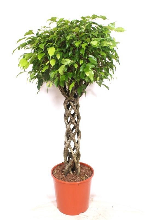 <h4>Ficus Benjamina stam gevlochten Exotica</h4>