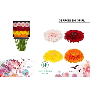 Gerbera Pomponi Mix Pomponi Diamond per kaart