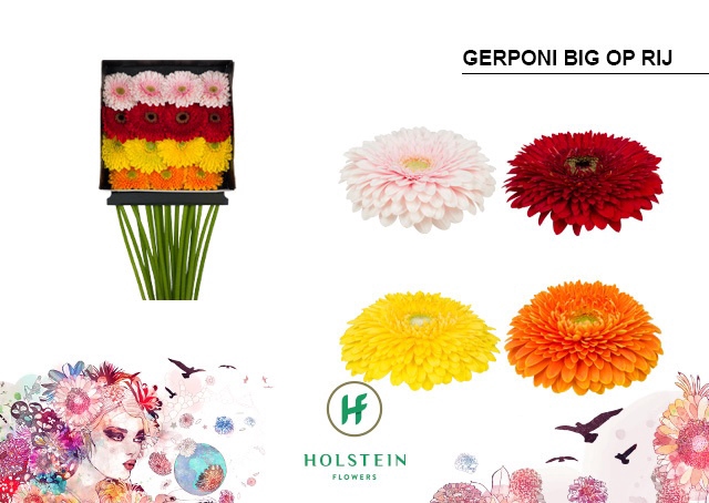<h4>Gerbera Pomponi Mix Pomponi Diamond per kaart</h4>