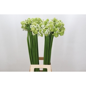 Ornithogalum Saundersiae