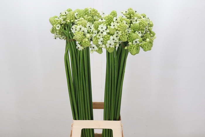<h4>Ornithogalum Saundersiae</h4>