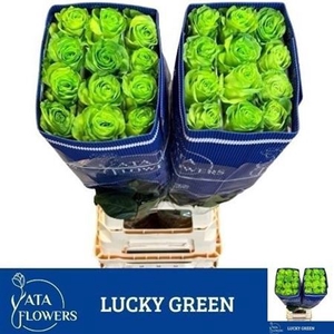 R Gr Lucky Green Ec
