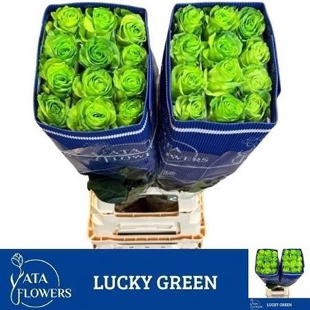 <h4>R Gr Lucky Green Ec</h4>