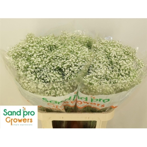 Gyps Pa Zi Discovery