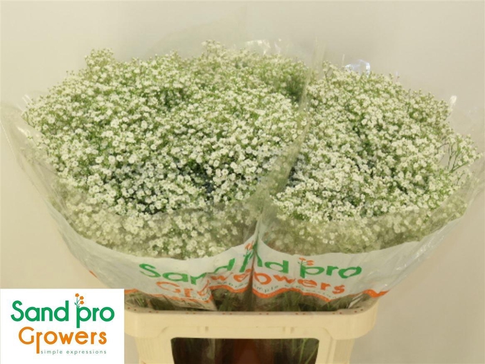 <h4>Gyps Pa Zi Discovery</h4>