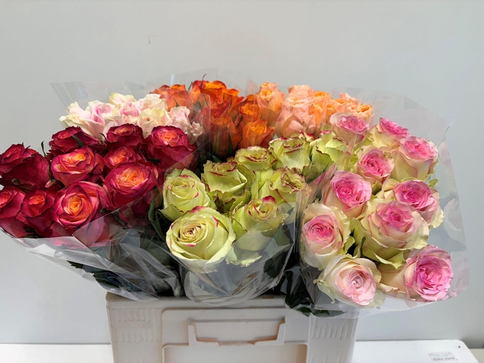 <h4>R GR GEM IN FUST</h4>