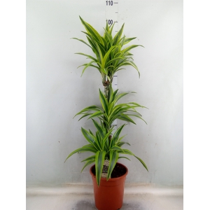 Dracaena fr de 'LemonLime'