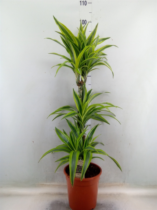 <h4>Dracaena fr de 'LemonLime'</h4>