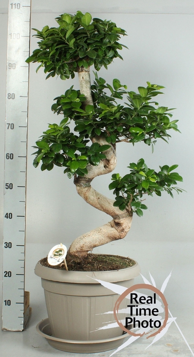 <h4>FIC MI GINSENG</h4>
