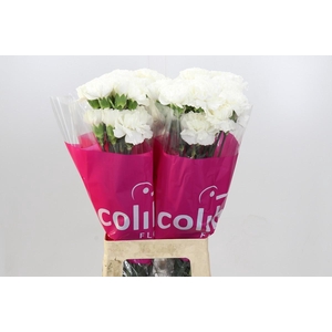 Dianthus St Moonlight