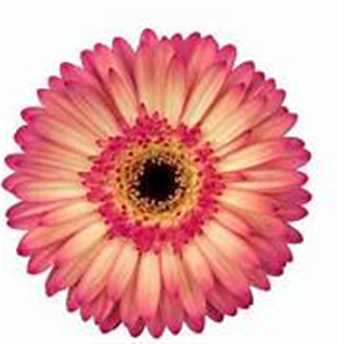 <h4>Ge Gr Hippie Chic</h4>