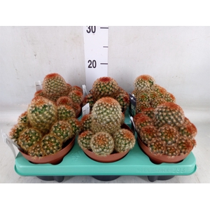 Mammillaria