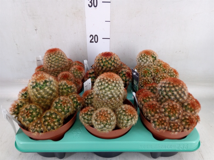 <h4>Mammillaria</h4>